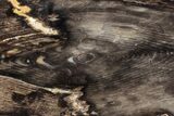 Petrified Peanut Wood Round - Australia #239842-1